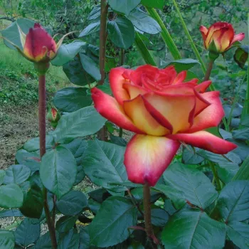 Sárga - piros - teahibrid virágú - magastörzsű rózsafa - közepesen illatos rózsa - alma aromájú