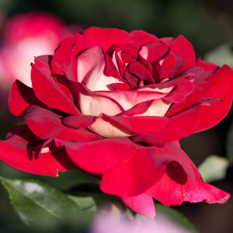 Trandafiri hibrizi Tea - Trandafiri - Sárga-Piros - comanda trandafiri online
