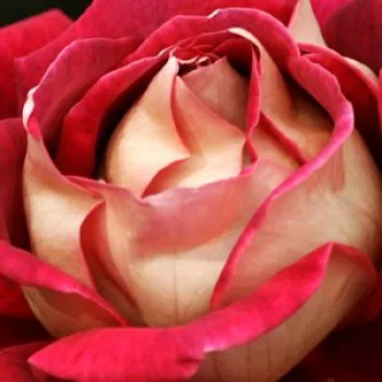 Ružová - školka - eshop  - čajohybrid - žltá - Sárga-Piros - stredne intenzívna vôňa ruží - aróma jabĺk - (80-100 cm)
