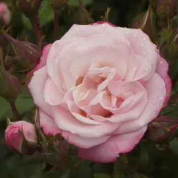 SAKURAGASUMI – világos rózsaszín virágágyi floribunda rózsa - Suzuki