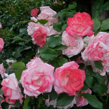 Egységesen halvány, enyhén cukorkaárnyalatú rózsaszín dominál. A sziromfonákon kissé hamvasabb tónus figyelhető meg. - virágágyi floribunda rózsa - nagyon gyenge, alig érezhető illatú rózsa - édeskés, rózsás aromájú