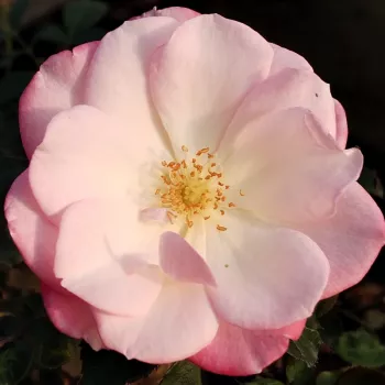 Online rózsa kertészet - világos rózsaszín - nagyon gyenge, alig érezhető illatú rózsa - Sakuragasumi - virágágyi floribunda rózsa - (80-160 cm)