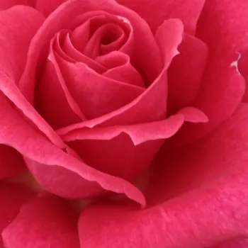 Online rózsa vásárlás - rózsaszín - teahibrid rózsa - Sasad - közepesen illatos rózsa - fűszer aromájú - (80-120 cm)