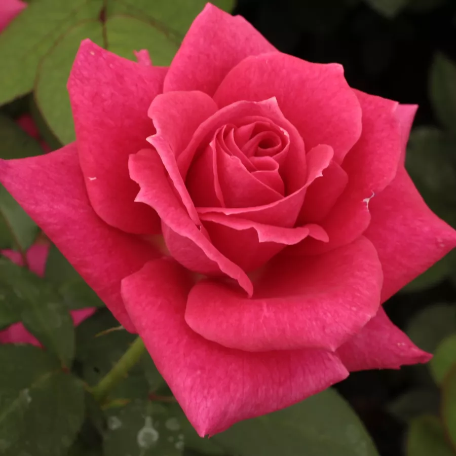 Ružičasta - Ruža - Sasad - Narudžba ruža