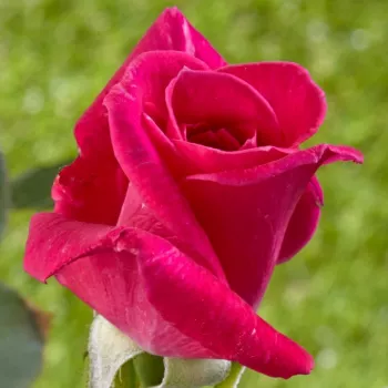 Rosa Sasad - ružová - čajohybrid