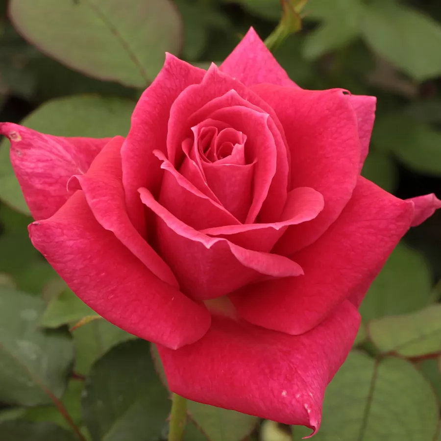 Růžová - Růže - Sasad - 