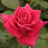 Ruža čajevke - srednjeg intenziteta miris ruže - sadnice ruža - proizvodnja i prodaja sadnica - Rosa Sasad - ružičasta