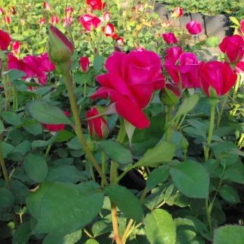 Tamno ružičasta - hibridna čajevka - umjereno mirisna ruža - aroma začina