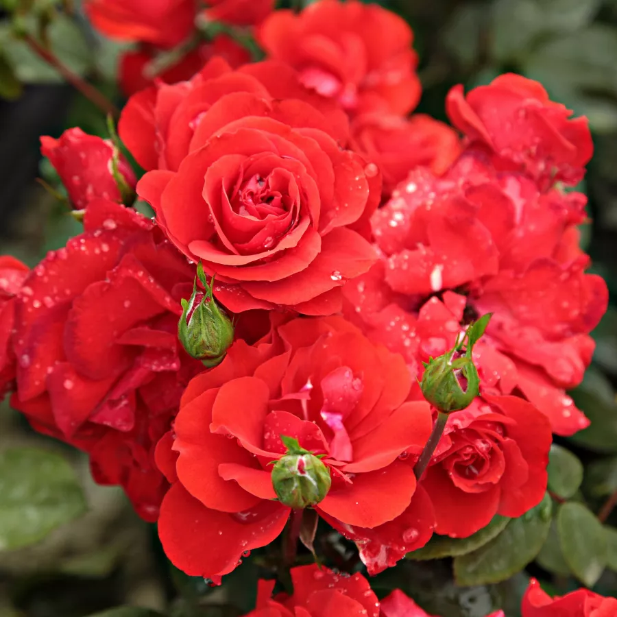 Roșu - Trandafiri - Satchmo - Trandafiri online
