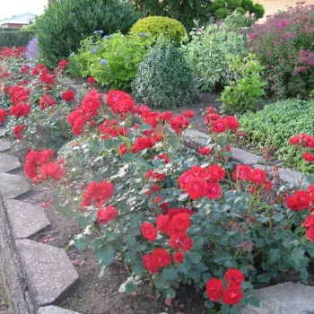 Šarlátovo červená - záhonová ruža - floribunda   (50-90 cm)