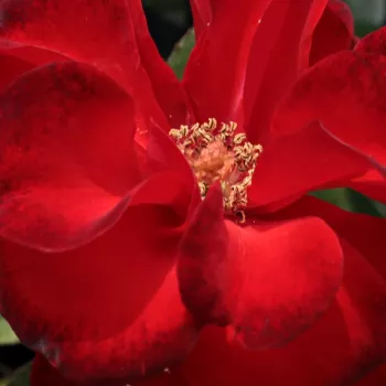 Spletna trgovina vrtnice - Vrtnice Floribunda - rdeča - Vrtnica brez vonja - Satchmo - (50-90 cm)
