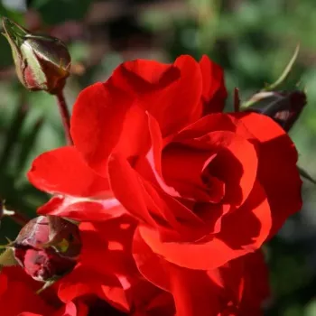 Rosa Satchmo - roșu - trandafiri pomisor - Trandafir copac cu trunchi înalt – cu flori în buchet