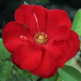 Vörös - nem illatos rózsa - Online rózsa vásárlás - Rosa Satchmo - virágágyi floribunda rózsa