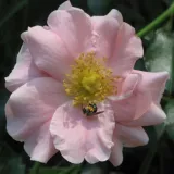 Pokrovne vrtnice - roza - Vrtnica brez vonja - Rosa Satin Haze® - Na spletni nakup vrtnice