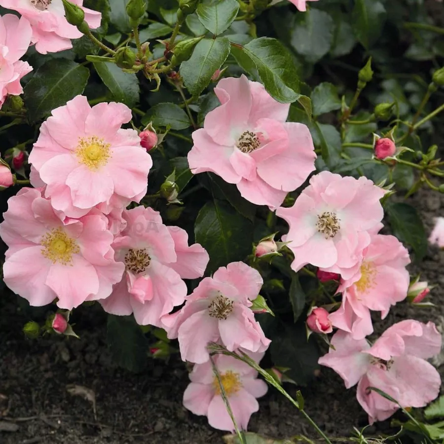Rosa - Rosa - Satin Haze® - Produzione e vendita on line di rose da giardino