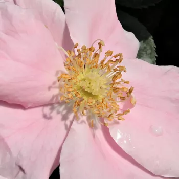 Ružová - školka - eshop  - pôdopokryvná ruža - ružová - bez vône - Satin Haze® - (30-40 cm)