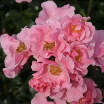 Világos rózsaszín - magastörzsű rózsa - szimpla virágú