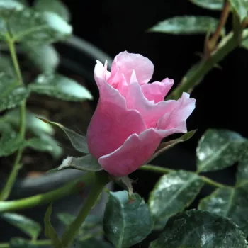 Rosa Satin Haze® - ružičasta - ruže stablašice -