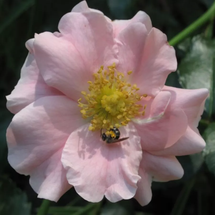 Roz - Trandafiri - Satin Haze® - răsaduri și butași de trandafiri 