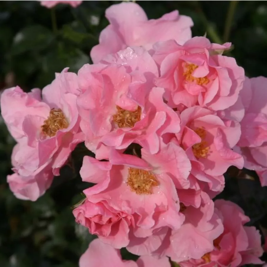 Egyszerű virágú - Rózsa - Satin Haze® - online rózsa vásárlás