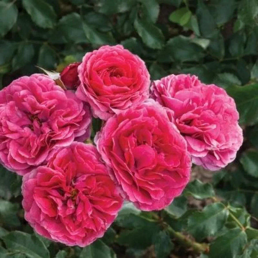 Różowy - Róża - Sava™ - Szkółka Róż Rozaria