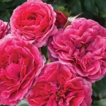 Rosa Sava™ - różowy - róże rabatowe grandiflora - floribunda