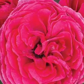 Ružová - školka - eshop  - záhonová ruža - floribunda - ružová - mierna vôňa ruží - malina - Sava™ - (40-50 cm)