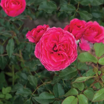 Rosa oscuro - árbol de rosas de flores en grupo - rosal de pie alto - rosa de fragancia discreta - frambuesa