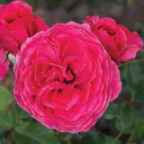 Rózsaszín - Online rózsa rendelés - diszkrét illatú rózsa - málna aromájú - Rosa Sava™ - csokros virágú - magastörzsű rózsafa
