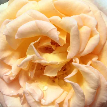Online rózsa vásárlás - sárga - teahibrid rózsa - Scented Memory™ - diszkrét illatú rózsa - tea aromájú - (100-150 cm)