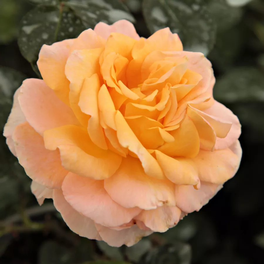 Sárga - Rózsa - Scented Memory™ - Online rózsa rendelés