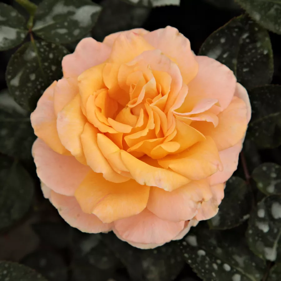 Amarillo - Rosa - Scented Memory™ - rosal de pie alto