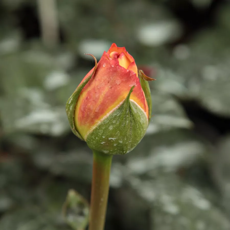 Teahibrid virágú - magastörzsű rózsafa - Rózsa - Scented Memory™ - Kertészeti webáruház