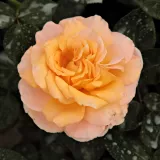 Ruža čajevke - diskretni miris ruže - žuta boja - Rosa Scented Memory™