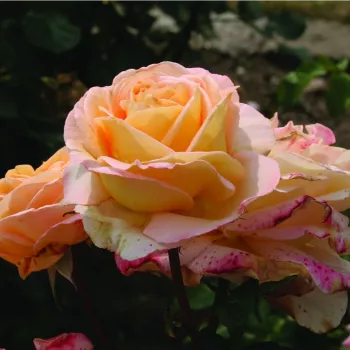 Barackrózsaszín - teahibrid rózsa - diszkrét illatú rózsa - tea aromájú