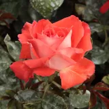 Vörös - virágágyi floribunda rózsa - Online rózsa vásárlás - Rosa Scherzo™ - közepesen illatos rózsa - szegfűszeg aromájú
