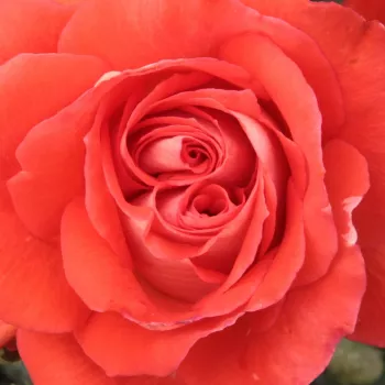 Online rózsa kertészet - vörös - virágágyi floribunda rózsa - Scherzo™ - közepesen illatos rózsa - szegfűszeg aromájú - (70-110 cm)