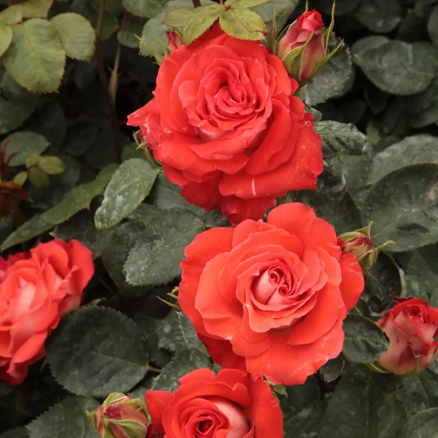 červený - Ruža - Scherzo™ - Ruže - online - koupit