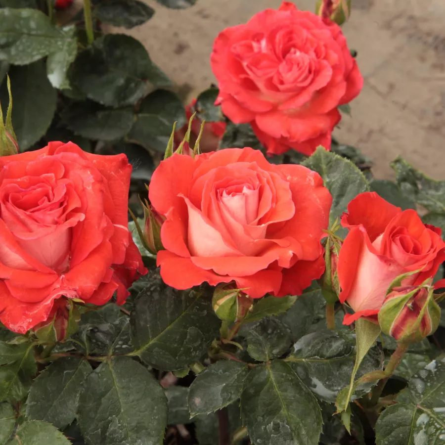 MEIpuma - Rosa - Scherzo™ - Produzione e vendita on line di rose da giardino