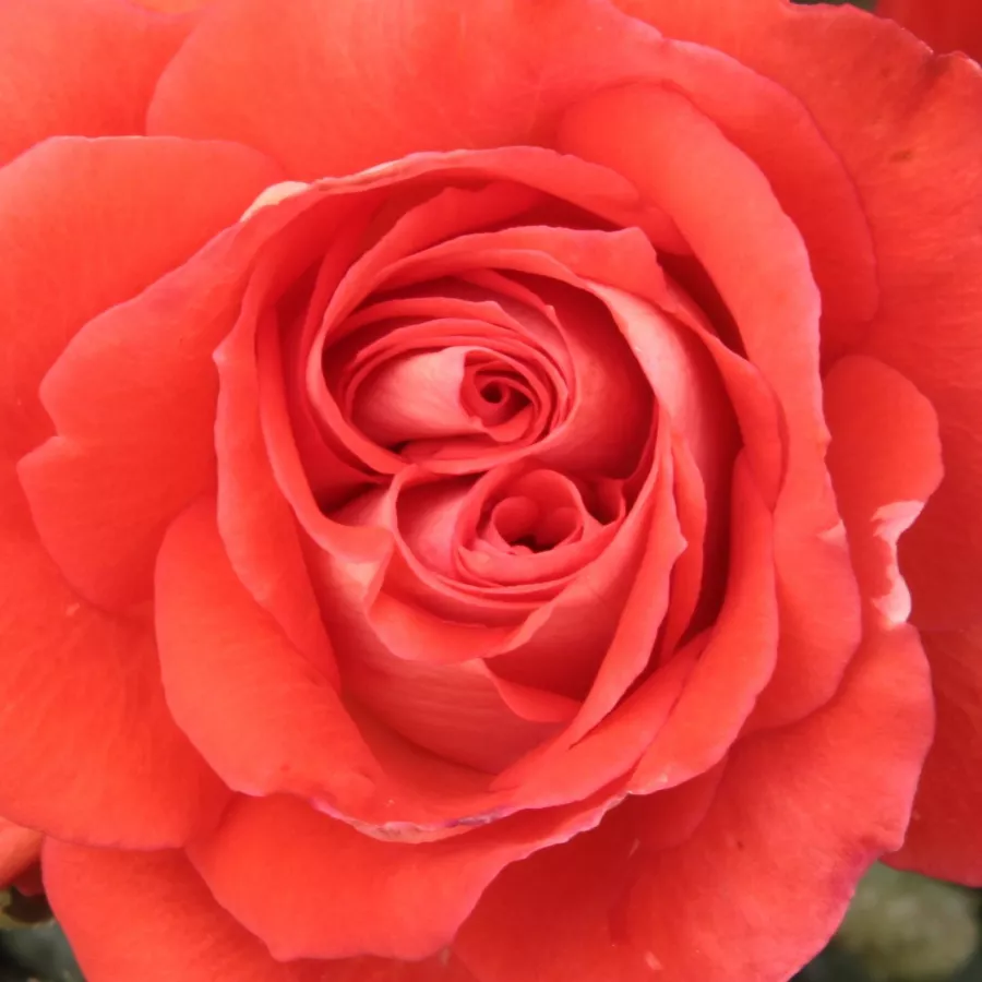Floribunda - Róża - Scherzo™ - Szkółka Róż Rozaria