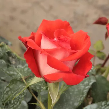 Rosa Scherzo™ - czerwony - róże rabatowe grandiflora - floribunda