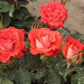 Élénkvörös - világos sziromfonák - virágágyi floribunda rózsa - közepesen illatos rózsa - szegfűszeg aromájú