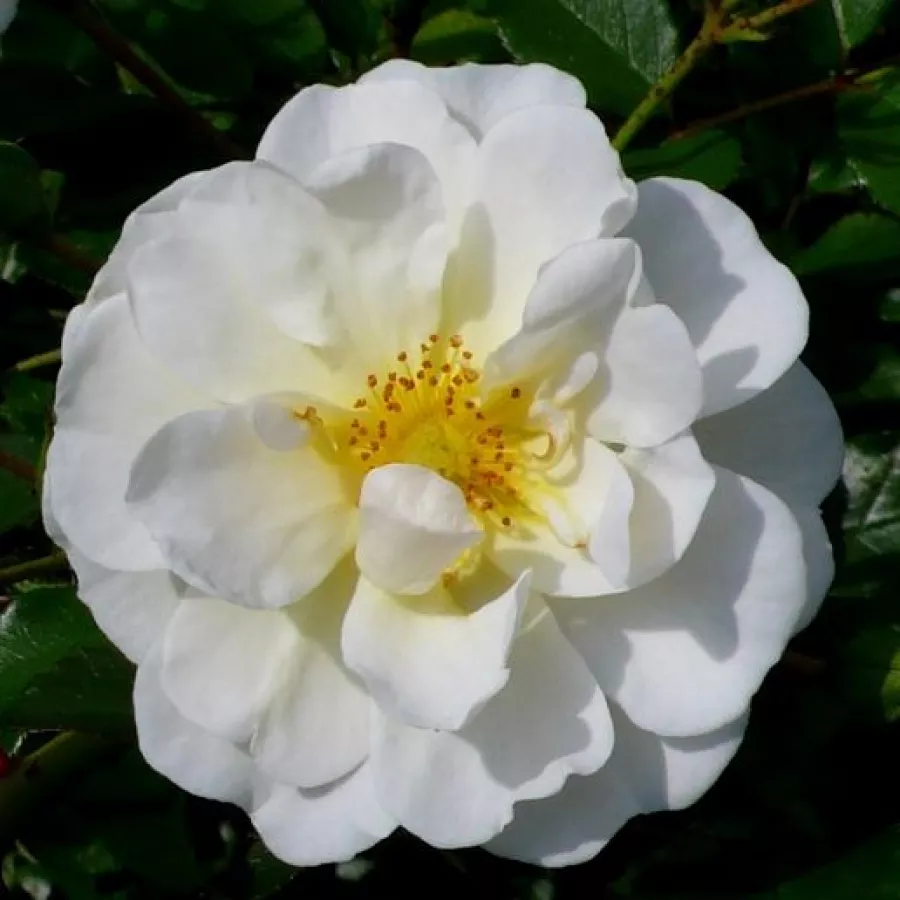 Bílá - Růže - Magic Blanket - 