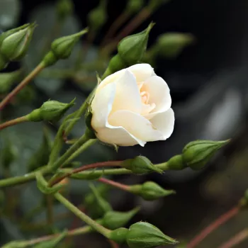Rosa Magic Blanket - bianco - Rose per aiuole (Polyanthe – Floribunde) - Rosa ad alberello0