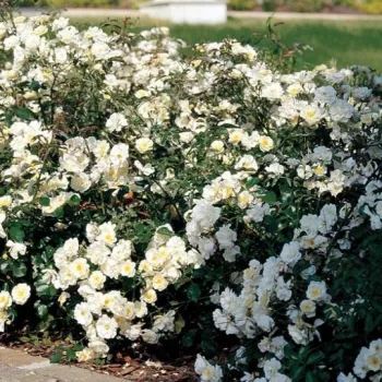 Biały  - róża pienna - Róże pienne - z kwiatami bukietowymi