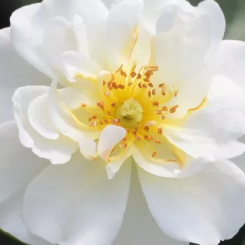 Buy Roses Online - White - ground cover rose - moderately intensive fragrance -  Schneekönigin® - Hans Jürgen Evers - It has lemon yellow, full-doubled flowers what can be bloom in groups.