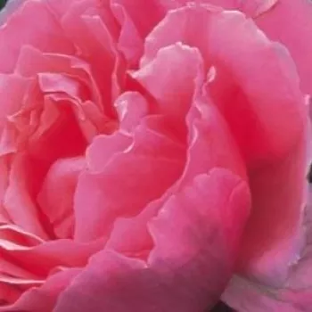 Online rózsa kertészet - rózsaszín - angol rózsa - Ausglobe - intenzív illatú rózsa - alma aromájú - (100-250 cm)