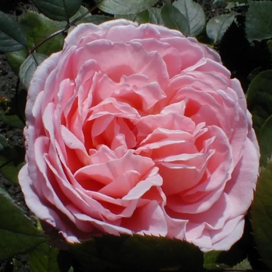 Rose Inglesi - Rosa - Ausglobe - Produzione e vendita on line di rose da giardino