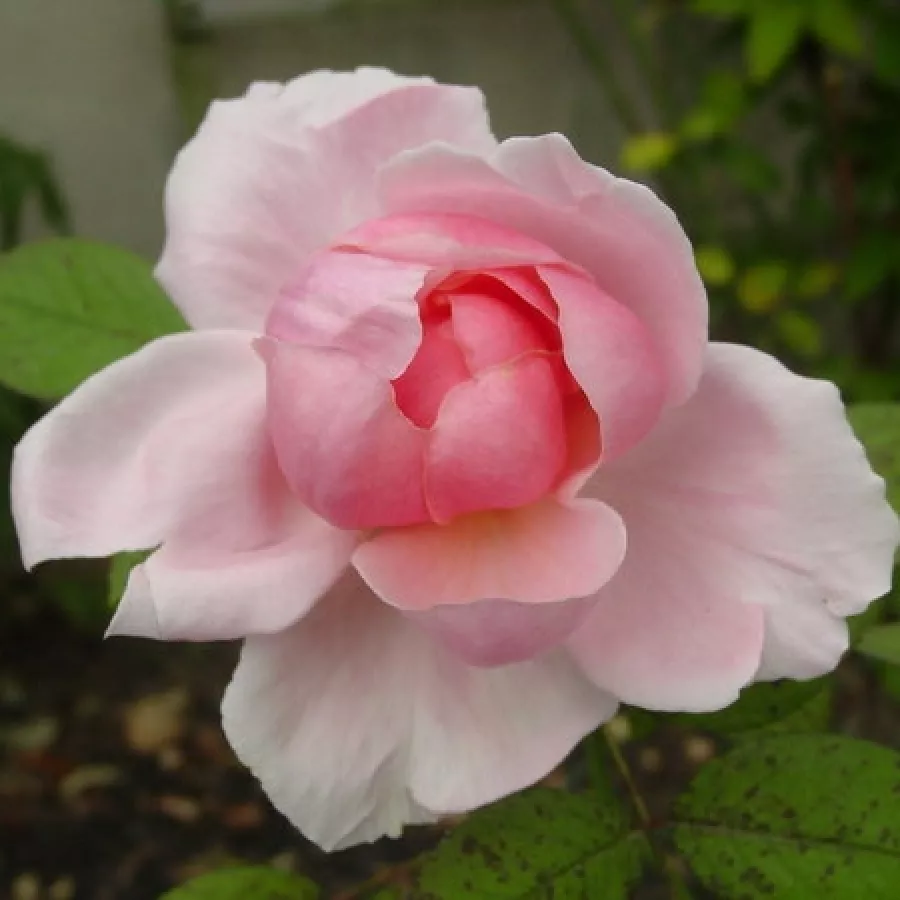 Różowy - Róża - Ausglobe - Szkółka Róż Rozaria