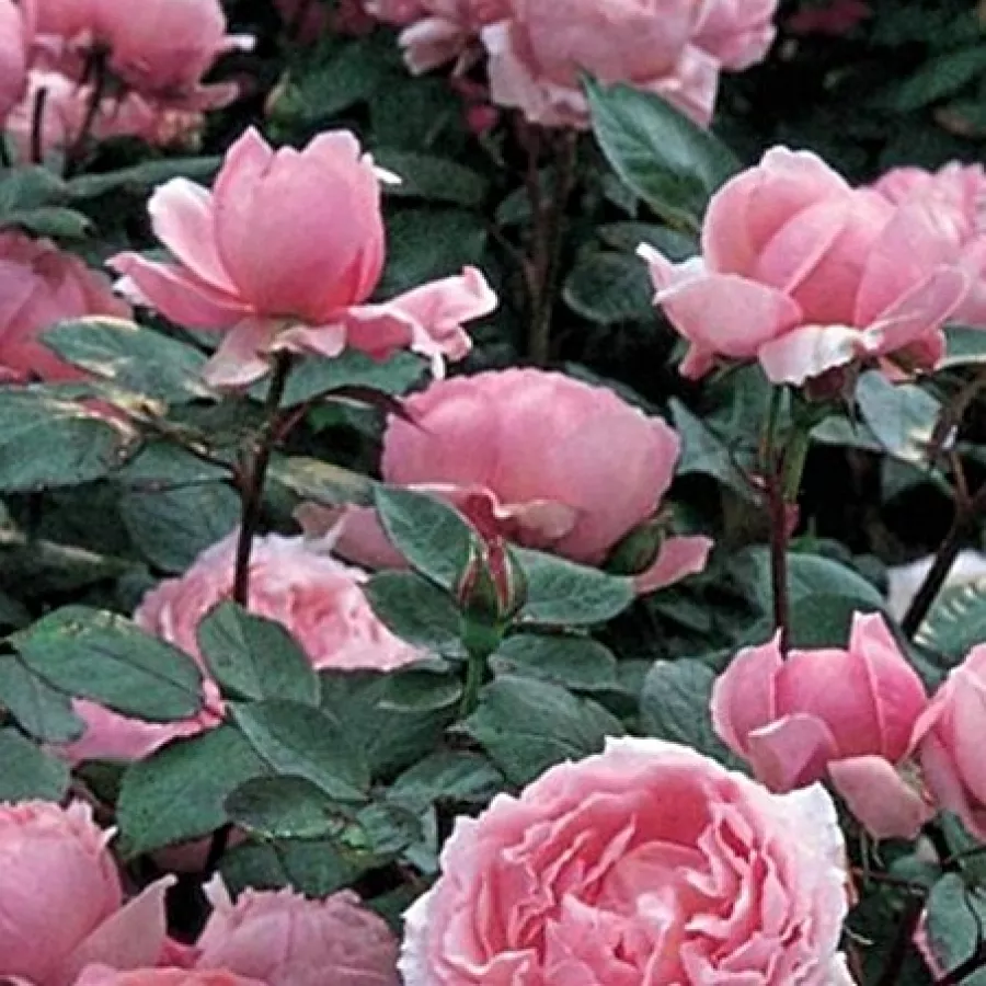 AUSglobe - Róża - Ausglobe - Szkółka Róż Rozaria